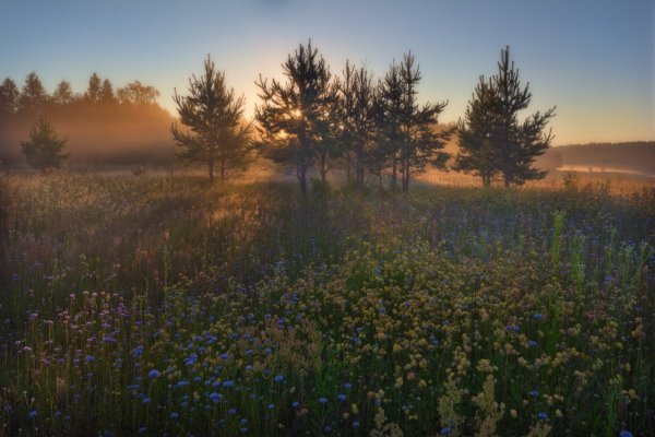 Красивые полевые пейзажи