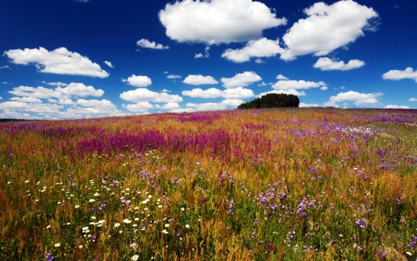 Разнотравье Алтайского края