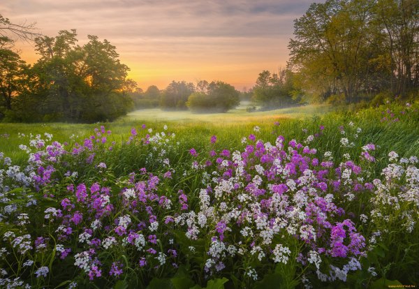 Летний пейзаж