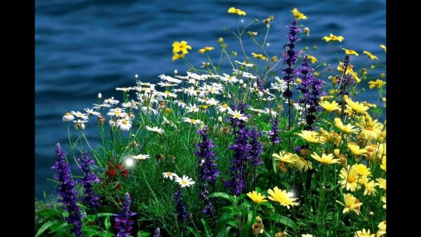 Поле цветов