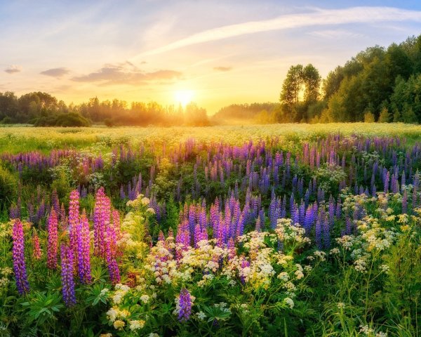 Поле с полевыми цветами