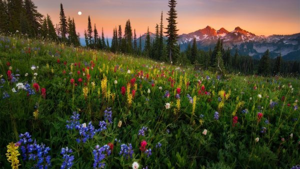 Цветочное поле