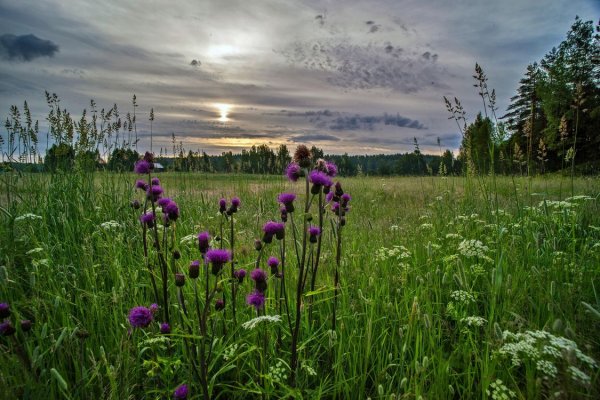 Раннее летнее утро