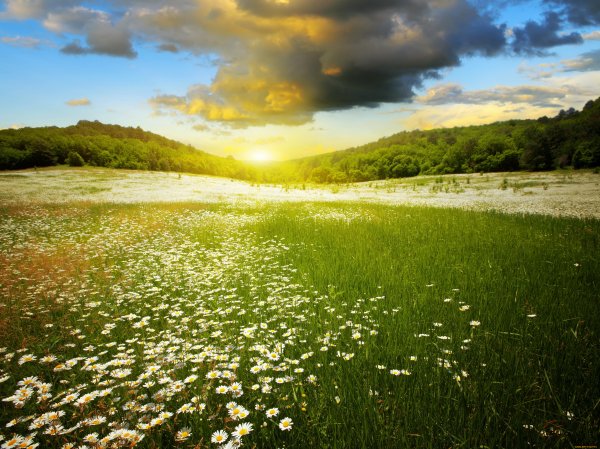 Летняя природа