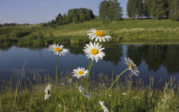 Природа ромашки