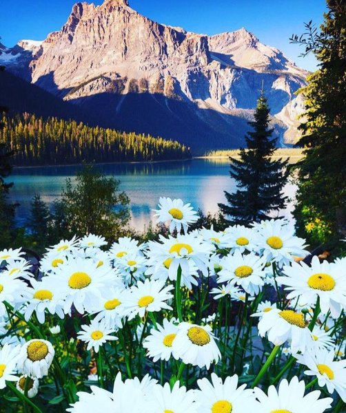 Красивые ромашки