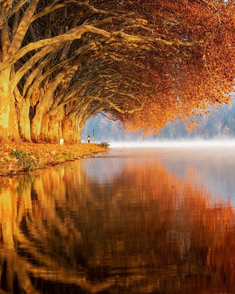 Осенний лес с озером