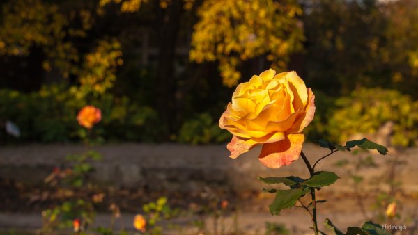 Розы в осеннем саду