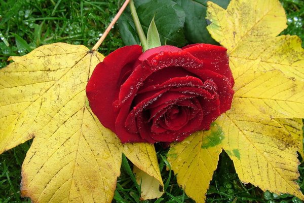 Афанасий Фет Сентябрьская роза