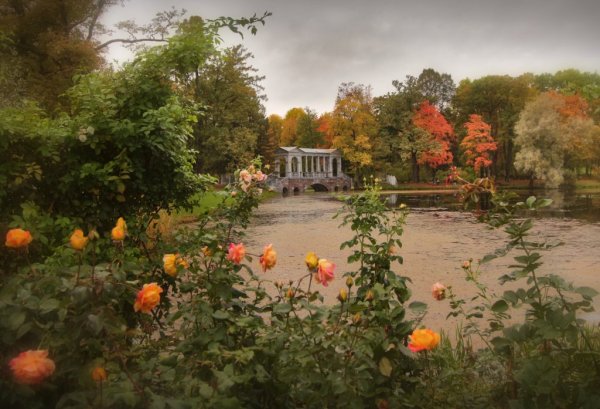 Петергоф аллея роз