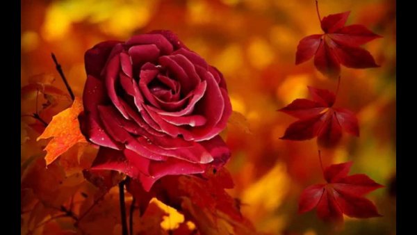 Цветы на скамейке