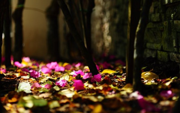 Осенние розы теплые