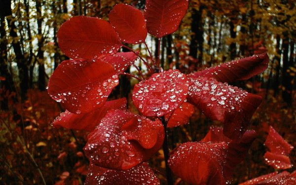 Осенняя клумба