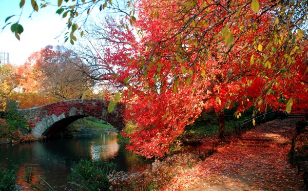 Цветы осени бархатцы