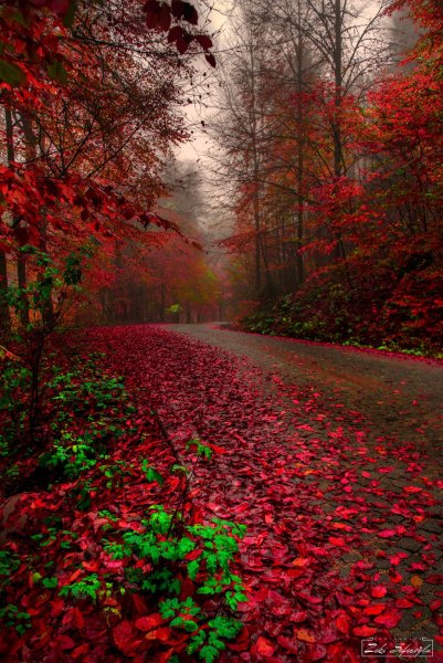 Осень Живая