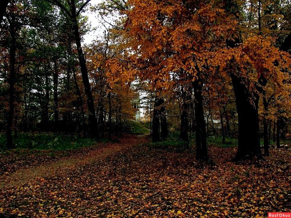 Осень в Курске