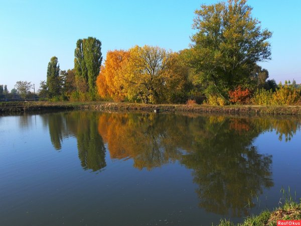 Марьино пруд Боровский район