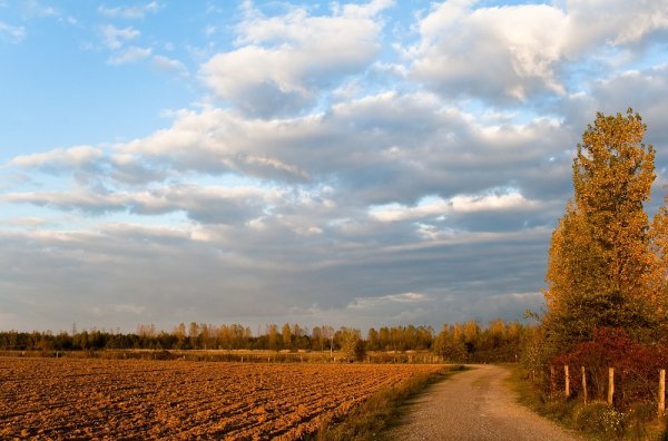 Эдуард Гордеев осень в Царском селе.