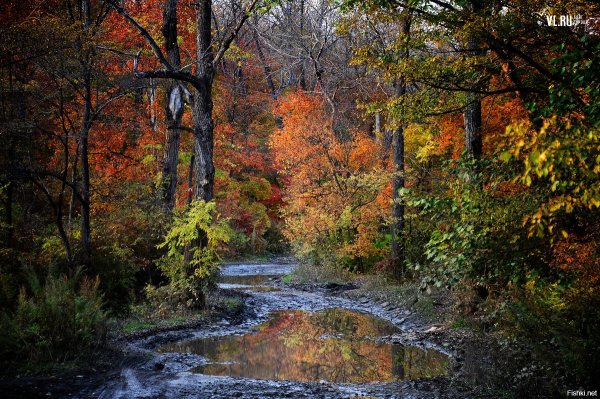 Осенние сопки Приморье