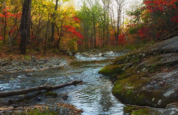 Приморский край Уссурийская Тайга