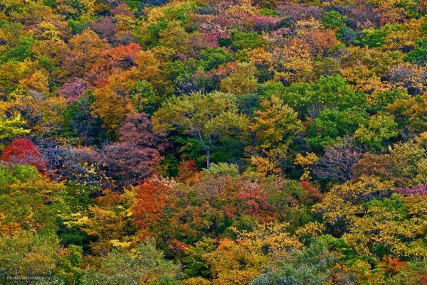 Приморский край осень Владивосток