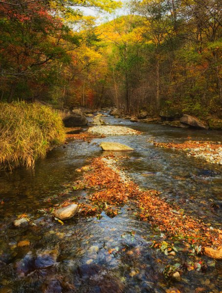 Дальний Восток Уссурийская Тайга