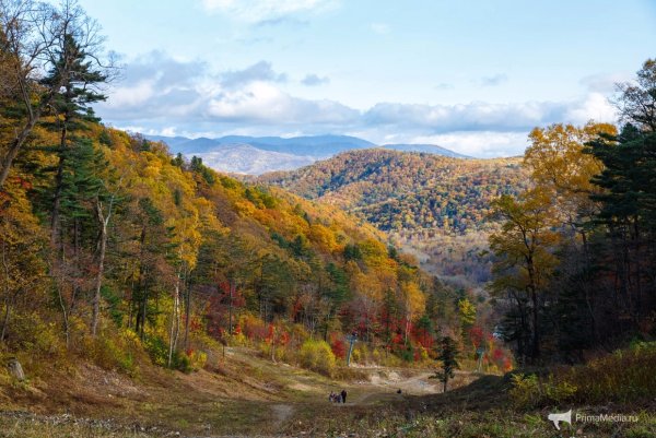 Марьевский лес Крым осень