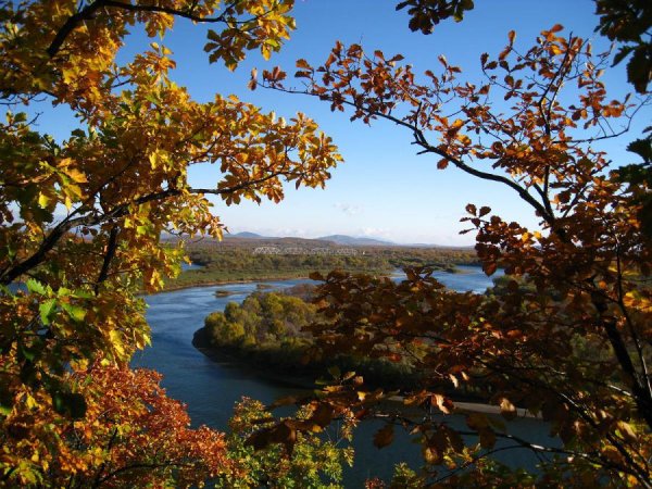 Приморский край лес