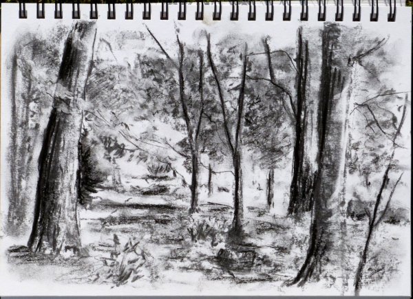 Наброски углем природа