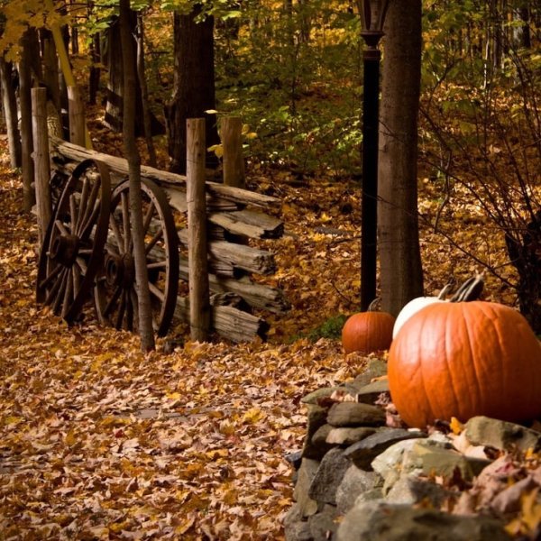 Осенний пейзаж с тыквами