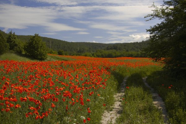 Тургеневка Крым Маковое поле