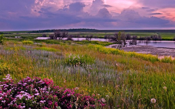Лесостепь Саратовской области