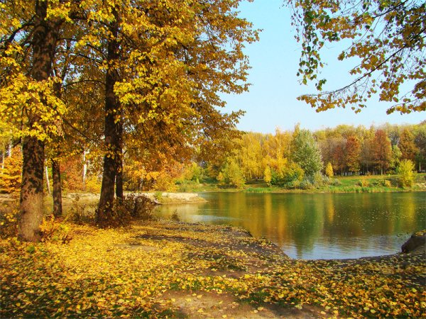 Сентябрь Золотая осень