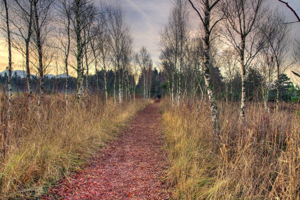 Трава поздней осенью