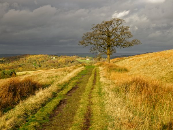 Осенняя Проселочная дорога