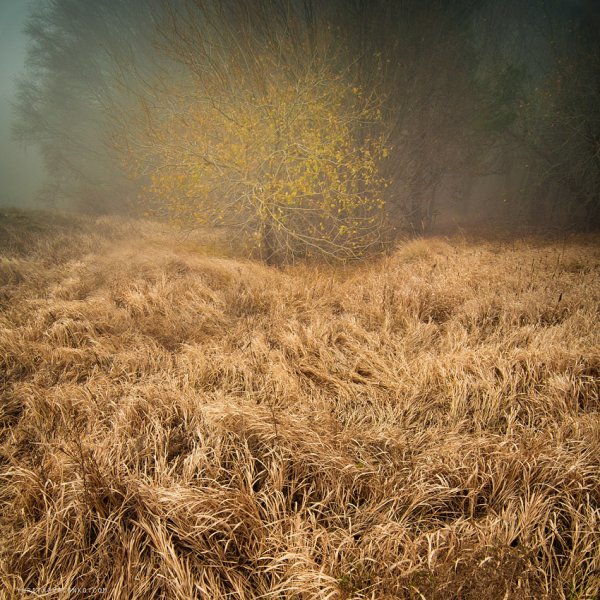 Осенняя трава