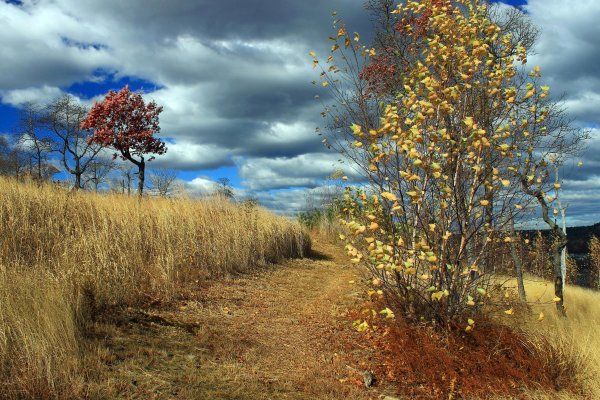 Деревья поздней осенью