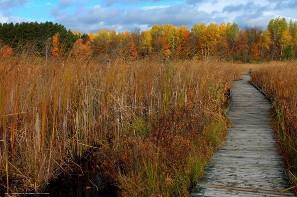 Осенний пейзаж сухая трава
