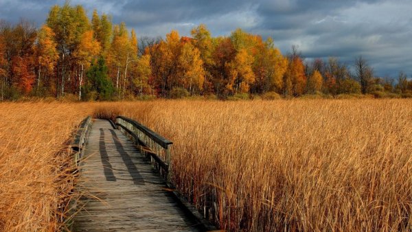 Осеннее поле