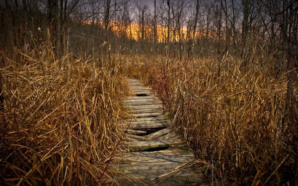 Заросли осень