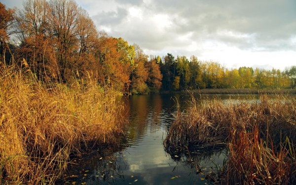 Кусты река осень