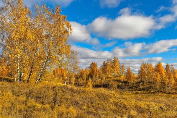Золотая осень березы