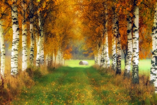 Осенние пейзажи с березками