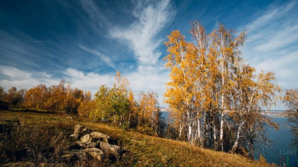 Осенний пейзаж с березами