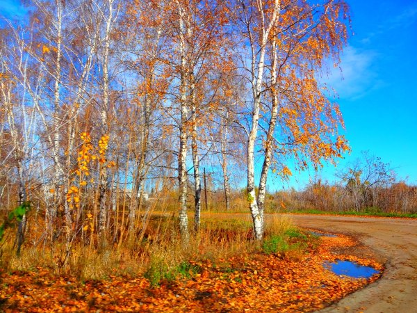 Березовая роща Золотая осень