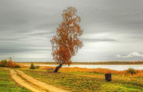 Осенние березы на ветру