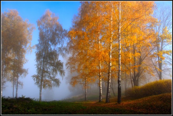 Осенняя береза в тумане