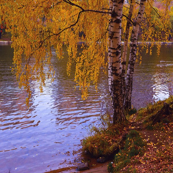 Осень береза у реки