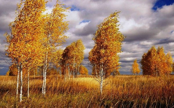 Береза осенью