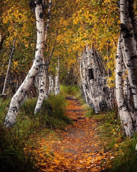 Золотая Березовая роща с тропинкой